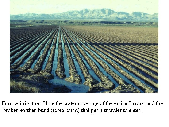 Furrow irrigation. Note the water coverage of the entire furrow, and the broken earthen