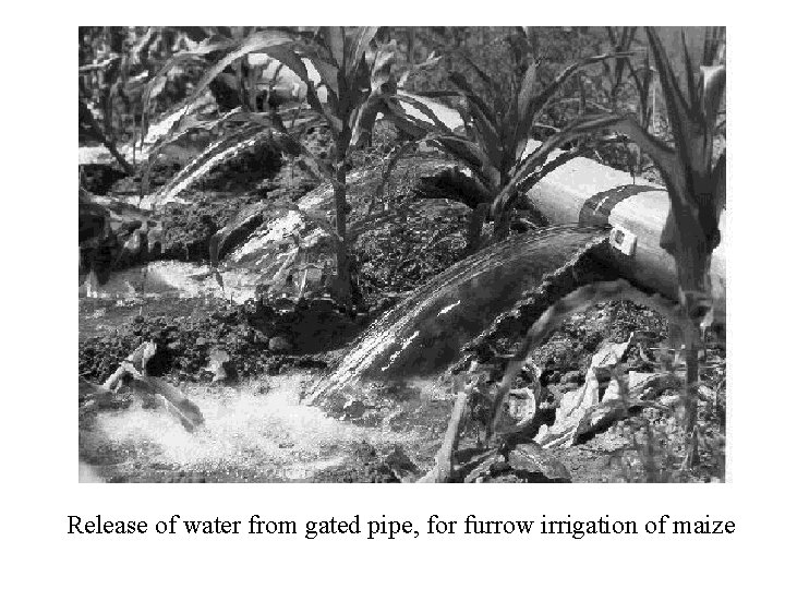 Release of water from gated pipe, for furrow irrigation of maize 