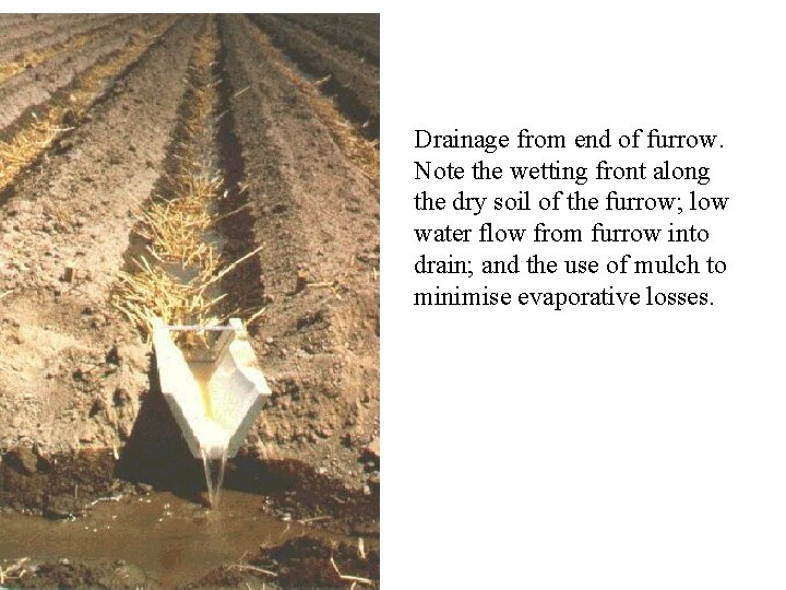 Drainage from end of furrow. Note the wetting front along the dry soil of
