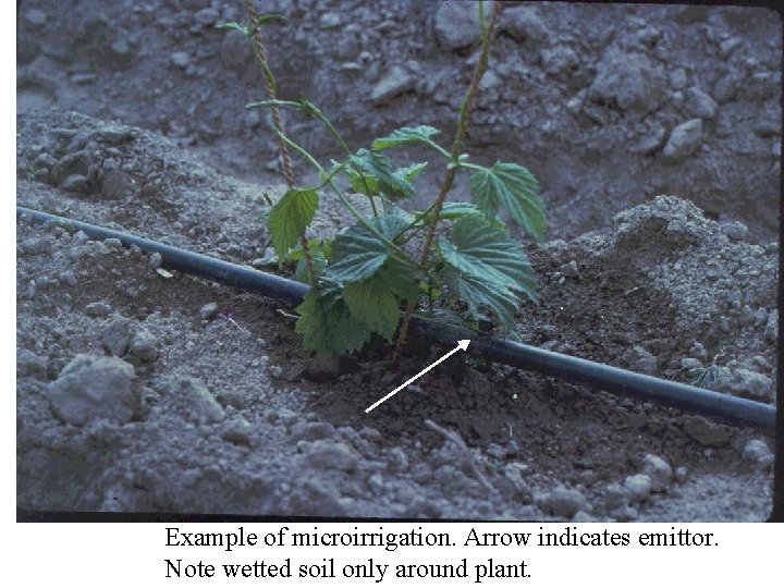 Example of microirrigation. Arrow indicates emittor. Note wetted soil only around plant. 