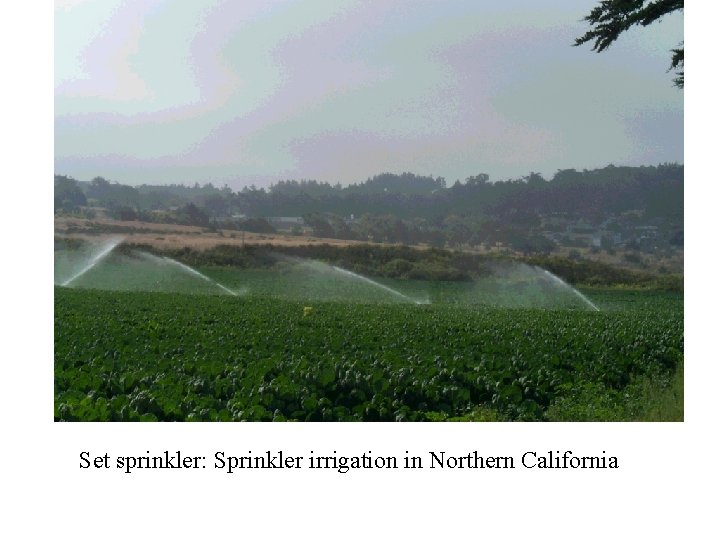 Set sprinkler: Sprinkler irrigation in Northern California 