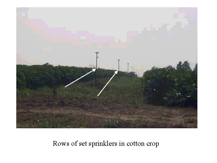 Rows of set sprinklers in cotton crop 