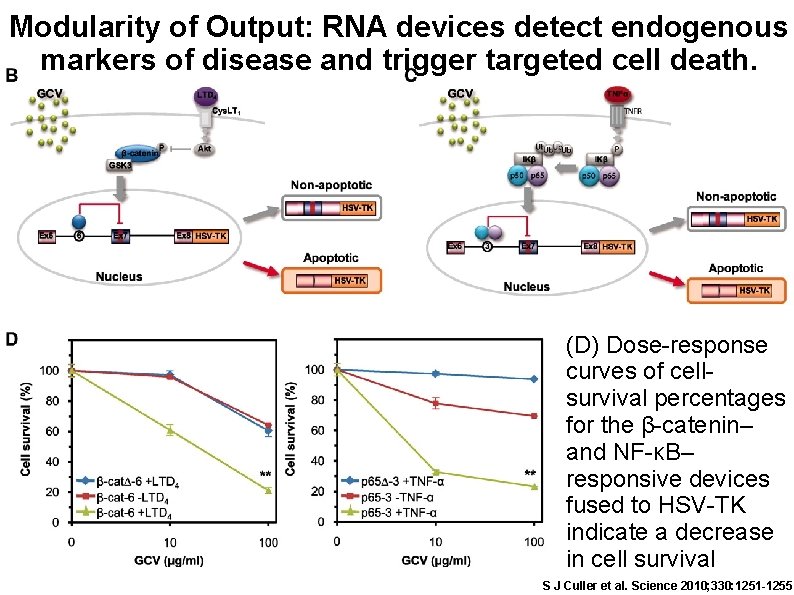 Modularity of Output: RNA devices detect endogenous markers of disease and trigger targeted cell