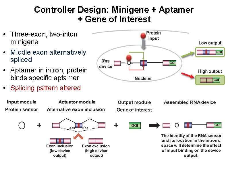 Controller Design: Minigene + Aptamer + Gene of Interest • Three-exon, two-inton minigene •