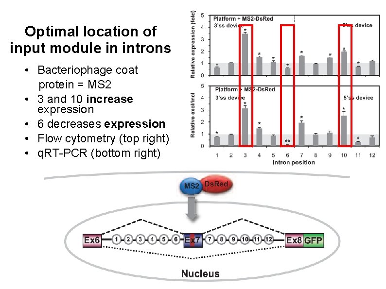 Optimal location of input module in introns • Bacteriophage coat protein = MS 2