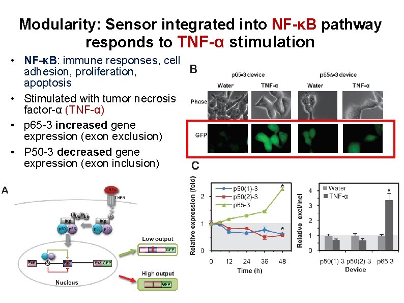 Modularity: Sensor integrated into NF-κB pathway responds to TNF-α stimulation • NF-κB: immune responses,