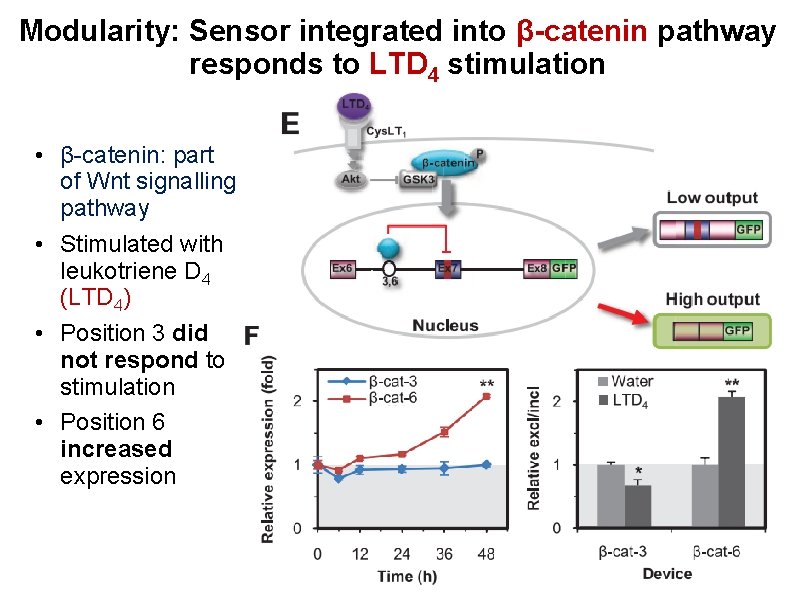 Modularity: Sensor integrated into β-catenin pathway responds to LTD 4 stimulation • β-catenin: part