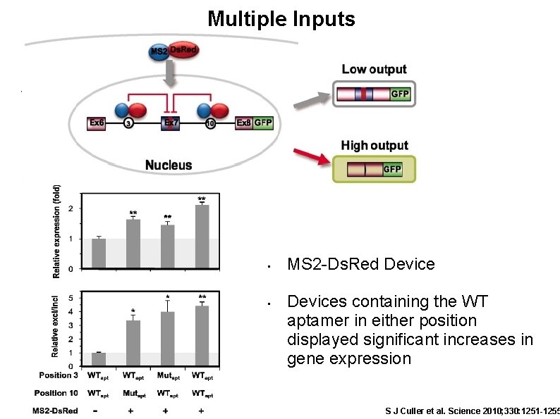 Multiple Inputs • • MS 2 -Ds. Red Devices containing the WT aptamer in