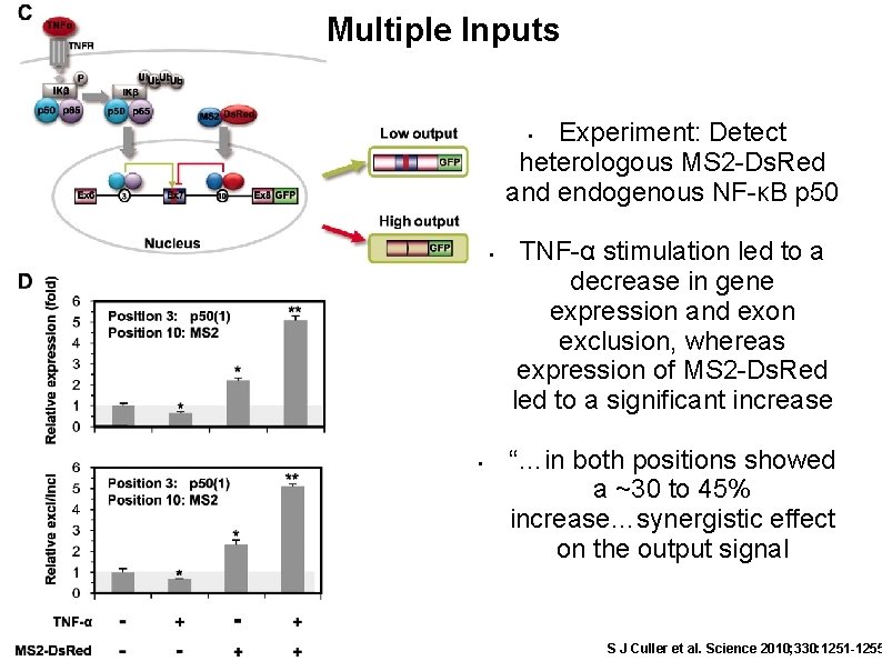 Multiple Inputs Experiment: Detect heterologous MS 2 -Ds. Red and endogenous NF-κB p 50