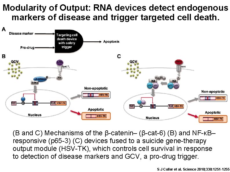 Modularity of Output: RNA devices detect endogenous markers of disease and trigger targeted cell