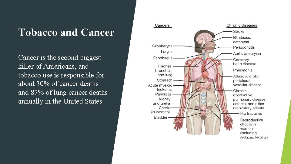 Tobacco and Cancer is the second biggest killer of Americans, and tobacco use is