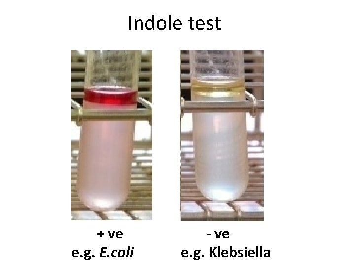 Indole test + ve e. g. E. coli - ve e. g. Klebsiella 