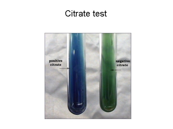 Citrate test 
