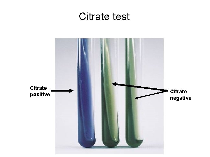 Citrate test Citrate positive Citrate negative 