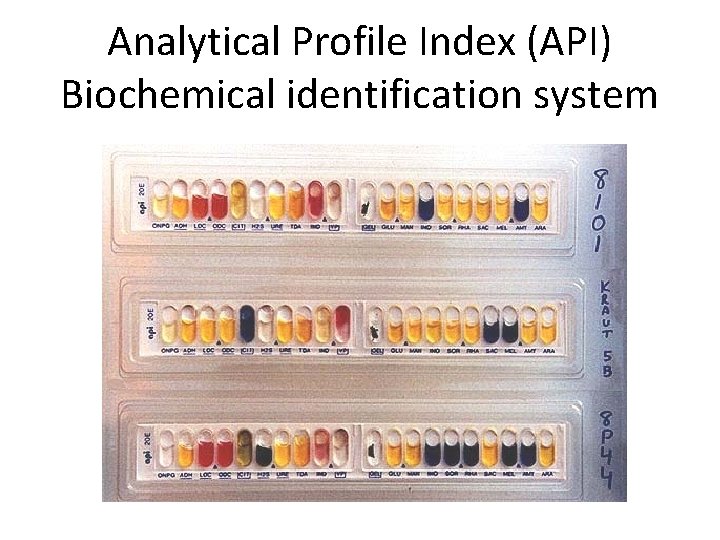 Analytical Profile Index (API) Biochemical identification system 
