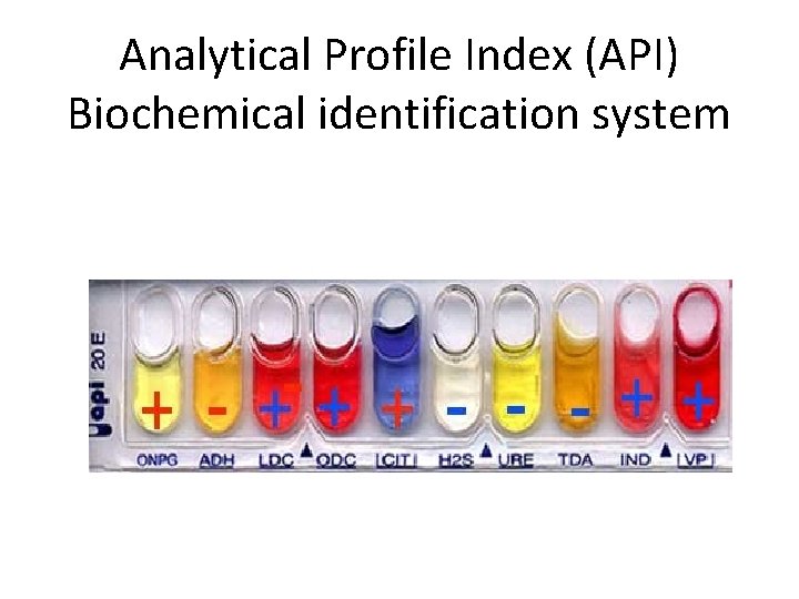 Analytical Profile Index (API) Biochemical identification system 
