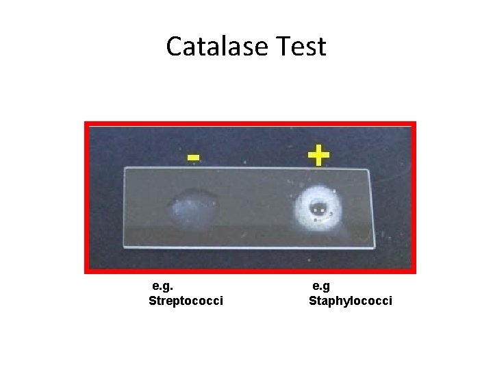 Catalase Test e. g. Streptococci e. g Staphylococci 