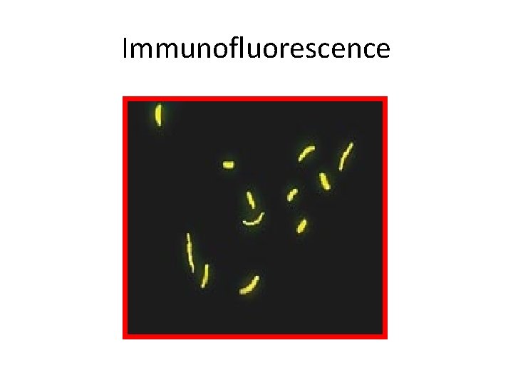 Immunofluorescence 
