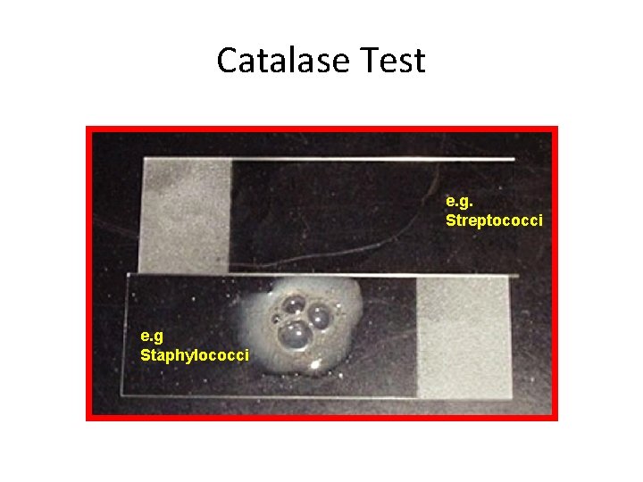 Catalase Test e. g. Streptococci e. g Staphylococci 