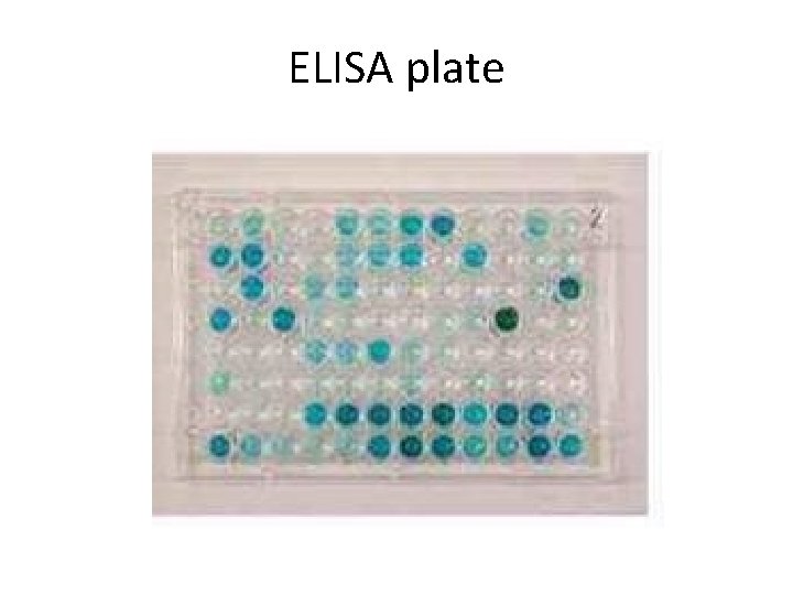 ELISA plate 