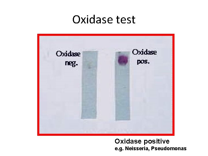 Oxidase test Oxidase positive e. g. Neisseria, Pseudomonas 