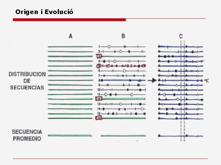 Origen i Evolució 