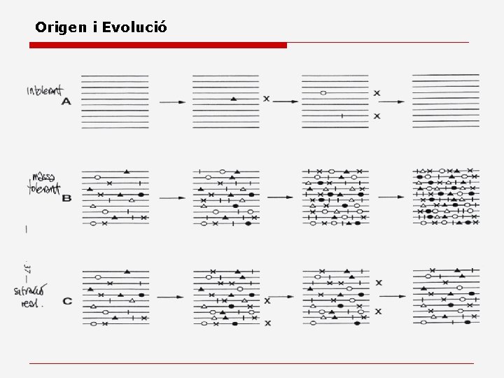 Origen i Evolució 