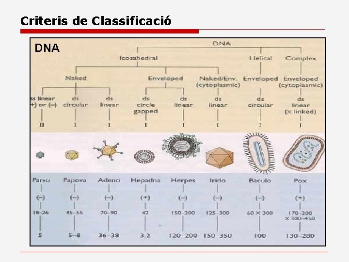 Criteris de Classificació DNA 