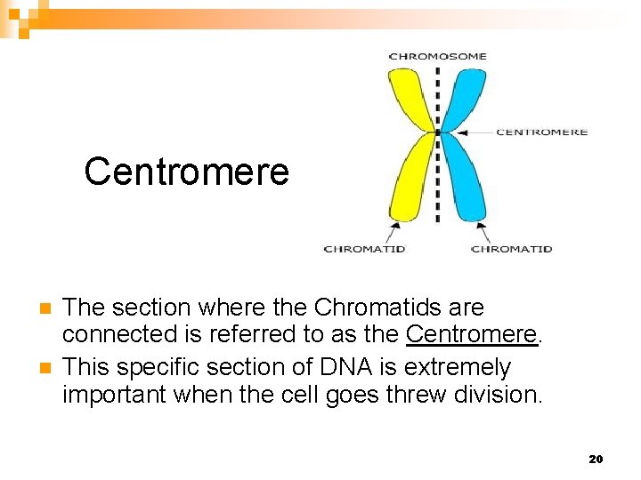 Centromere n n The section where the Chromatids are connected is referred to as