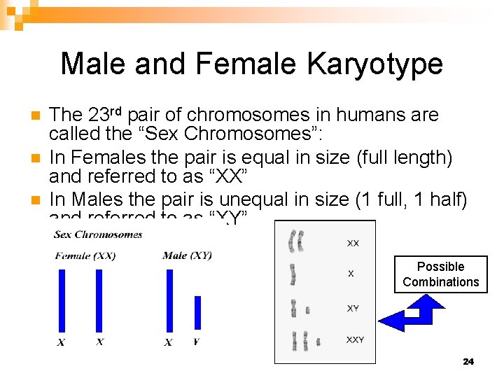 Male and Female Karyotype n n n The 23 rd pair of chromosomes in