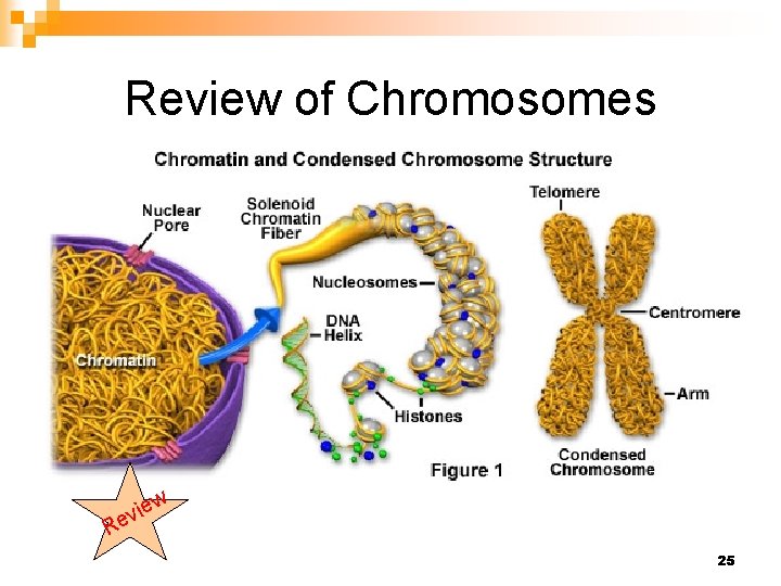 Review of Chromosomes iew v e R 25 