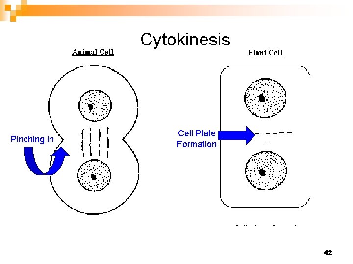 Cytokinesis Pinching in Cell Plate Formation 42 