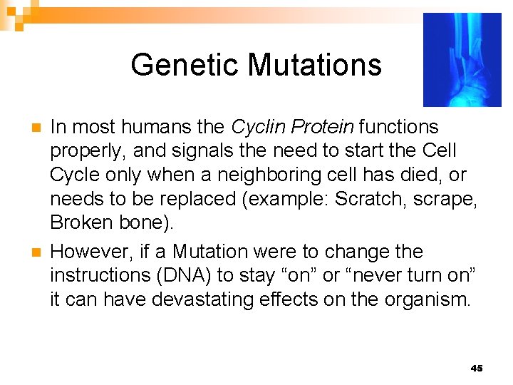 Genetic Mutations n n In most humans the Cyclin Protein functions properly, and signals