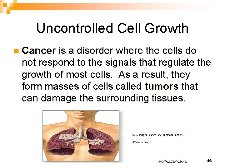 Uncontrolled Cell Growth n Cancer is a disorder where the cells do not respond