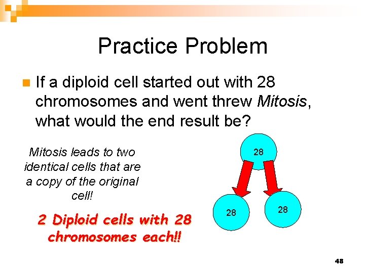 Practice Problem n If a diploid cell started out with 28 chromosomes and went