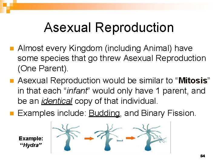 Asexual Reproduction n Almost every Kingdom (including Animal) have some species that go threw
