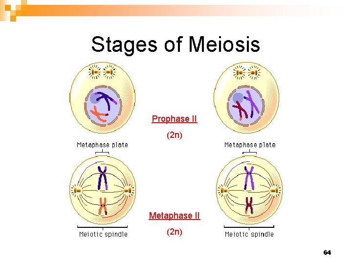 Stages of Meiosis Prophase II (2 n) Metaphase II (2 n) 64 