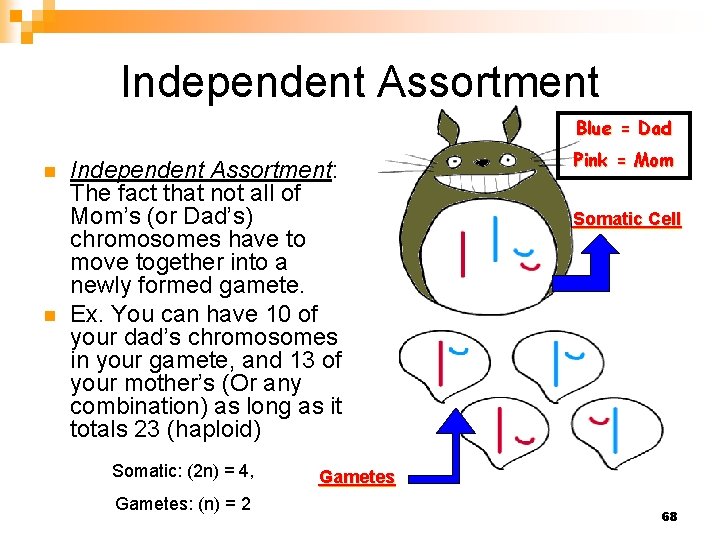 Independent Assortment Blue = Dad n n Independent Assortment: The fact that not all
