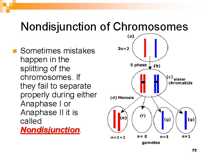 Nondisjunction of Chromosomes n Sometimes mistakes happen in the splitting of the chromosomes. If