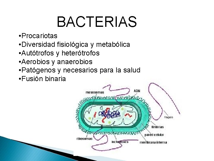 BACTERIAS • Procariotas • Diversidad fisiológica y metabólica • Autótrofos y heterótrofos • Aerobios