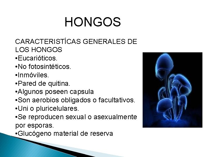 HONGOS CARACTERISTÍCAS GENERALES DE LOS HONGOS • Eucarióticos. • No fotosintéticos. • Inmóviles. •