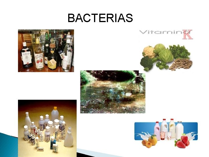 BACTERIAS 