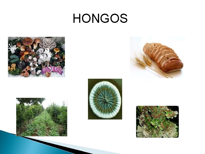 HONGOS 