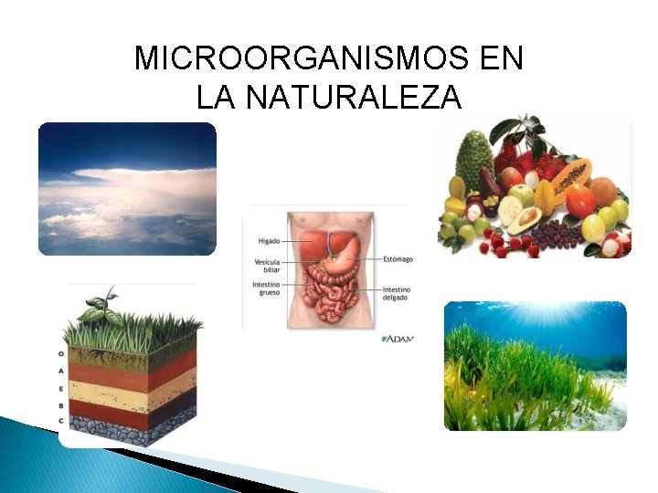 MICROORGANISMOS EN LA NATURALEZA 