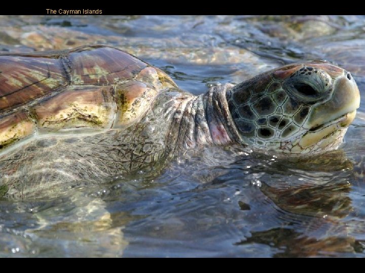 The Cayman Islands The Cayman Islands