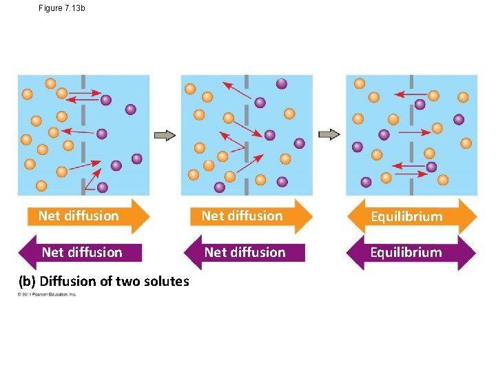 Figure 7. 13 b Net diffusion Equilibrium (b) Diffusion of two solutes 