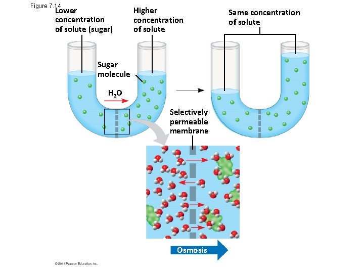 Figure 7. 14 Lower concentration of solute (sugar) Higher concentration of solute Sugar molecule