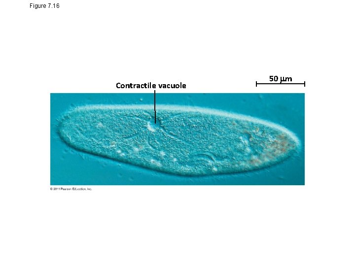 Figure 7. 16 Contractile vacuole 50 m 