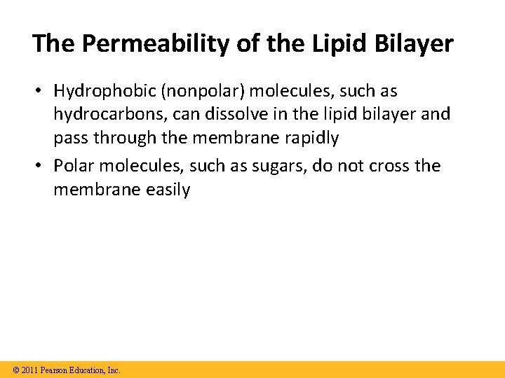 The Permeability of the Lipid Bilayer • Hydrophobic (nonpolar) molecules, such as hydrocarbons, can