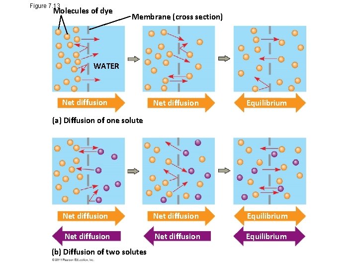 Figure 7. 13 Molecules of dye Membrane (cross section) WATER Net diffusion Equilibrium Net